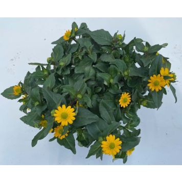 Lamav sanvitaalia Ø 9 cm