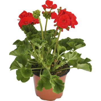 Pelargoon  Ø 10,5 cm