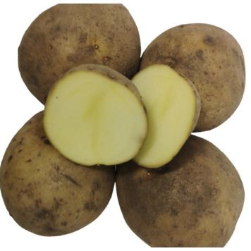 Seemnekartul Solist B 2,5kg