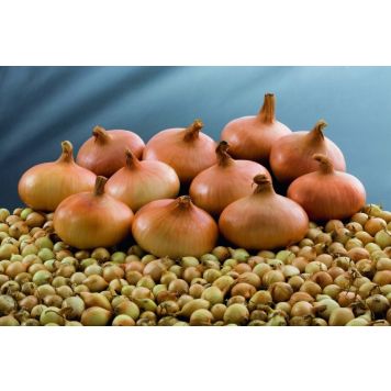 Ajatussibul Stuttgarter 300 g/pakk