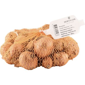 Shalottsibul Golden Gourmet