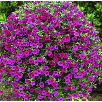 Suvelilleampel Million bells Ø 25 cm