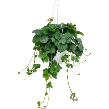 Maasika ampel Ø 25 cm