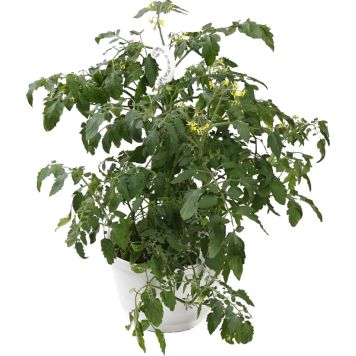 Tomati ampel Ø 25 cm