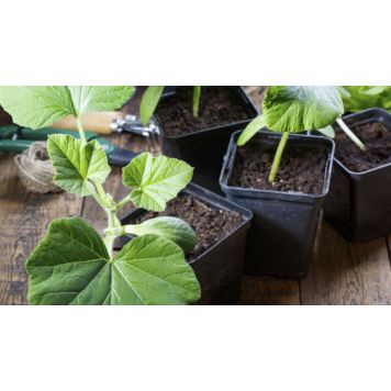 Kõrvits Big Max Ø 9 cm