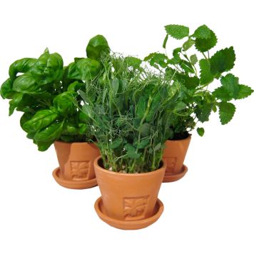 Maitsetaim salat Ø 8 cm