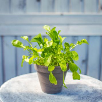 Maitsetaim rukola Ø 8 cm