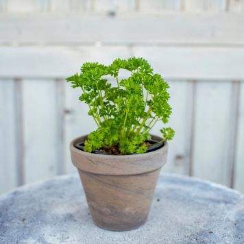 Maitsetaim kähar petersell Ø 8 cm