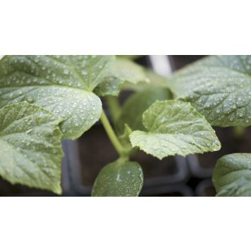 Kurk Corentine Ø 9 cm