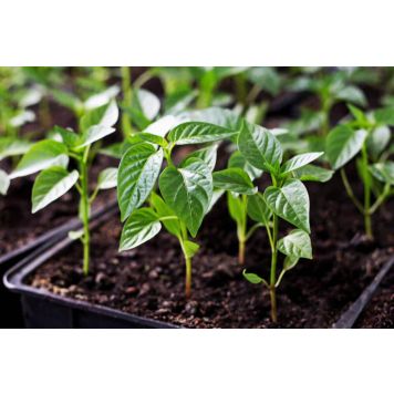 Paprika Bendiga Ø 9 cm