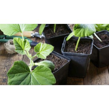 Arbuus Sugar Baby Ø 9 cm