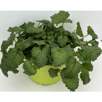 Sidrunmeliss Ø 12 cm