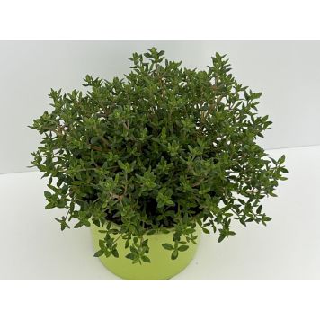 Tüümian Ø 12 cm