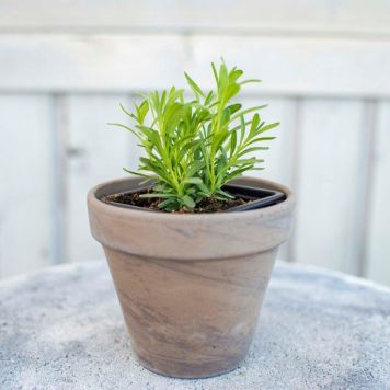 Maitsetaim lavendel Ø 8 cm