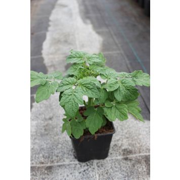 Tomat Brooklyn Ø 9 cm