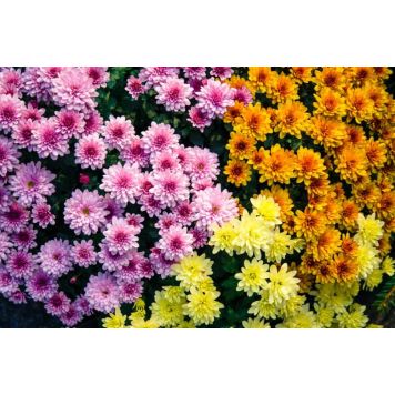 Krüsanteem Ø 12 cm