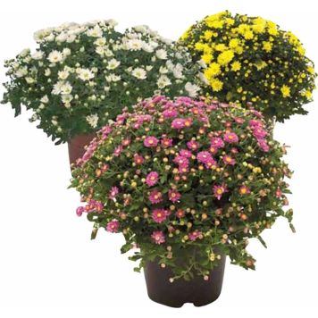 Pallkrüsanteem Mix Ø 15 cm