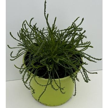 Kääbuskarri Ø 12 cm