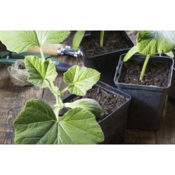 Suvikõrvits Hokkaido Ø 9 cm