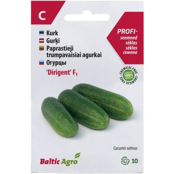 KURK DIRIGENT F1, 10S CUCUMIS SATIVUS