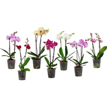 Kuuking Ø 12 cm, 2 vart