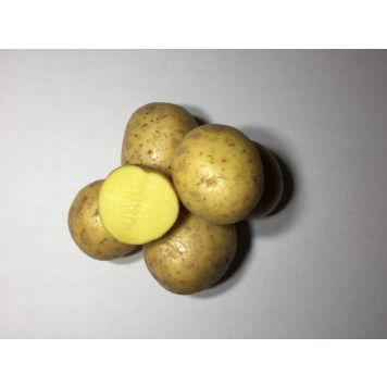 Seemnekartul Gala A 5 kg