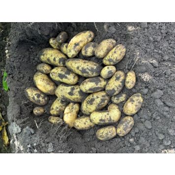 Seemnekartul Jola E 5 kg