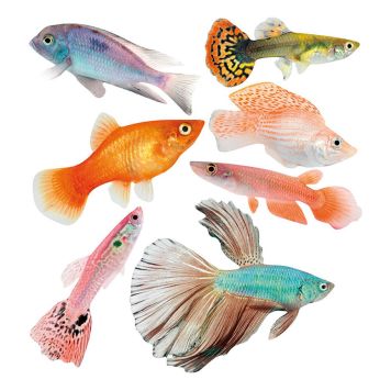 Seinakleebis Plage XXS Troopika