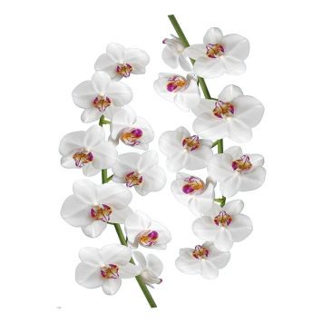 Posterkleebis Plage Orhide