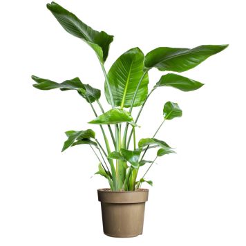 Streliitsia Nicolai P 24