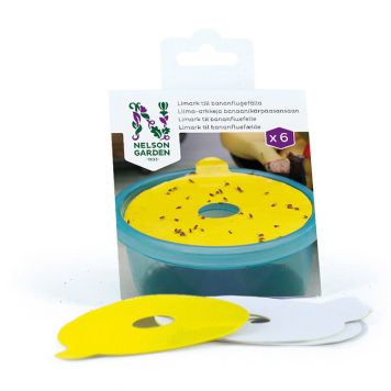 Liimpüünis äädikakärbsele