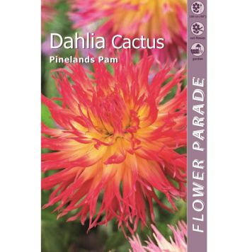 Daalia Kapiteyn Pineland's Pam