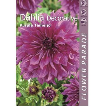 Daalia Decorative Purple 1 tk