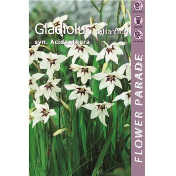 Lõhnav gladiool 7 tk