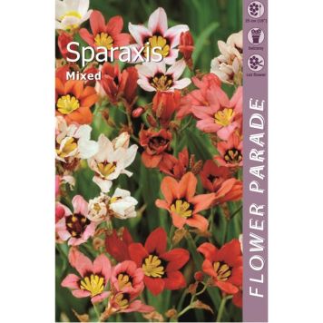 Sparaxis Kapiteyn mix 10 tk