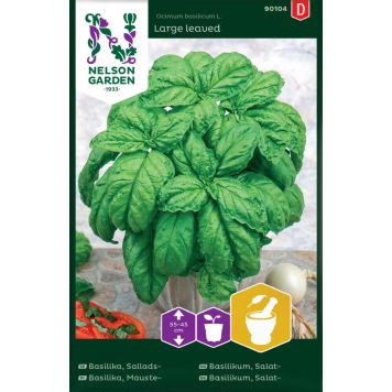 Basiilik Large leaved