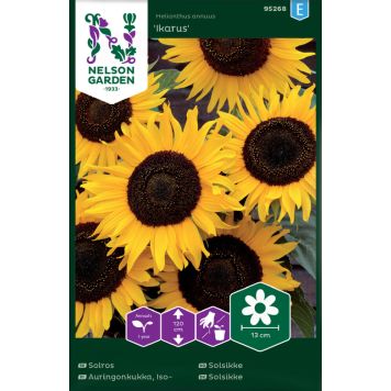 Harilik päevalill Ikarus