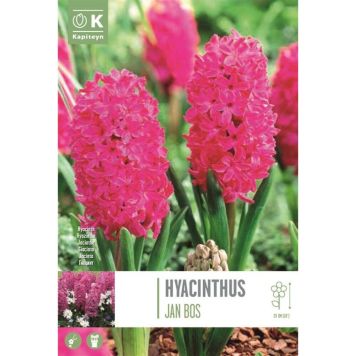 Hüatsint Jan Bos 4 tk