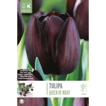 Tulp Queen of Night 10 tk