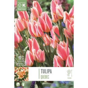 Tulp Quebec 10 tk