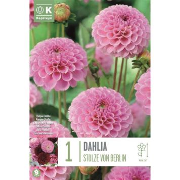 Daalia Stolze von Berlin