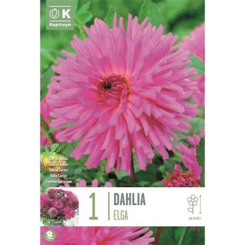 Daalia Elga 1 tk