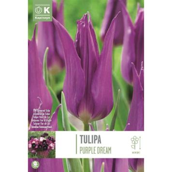 Tulp Purple Dream 8 tk