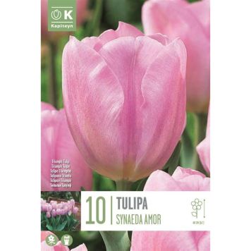 Tulp Synaeda Amor 10 tk
