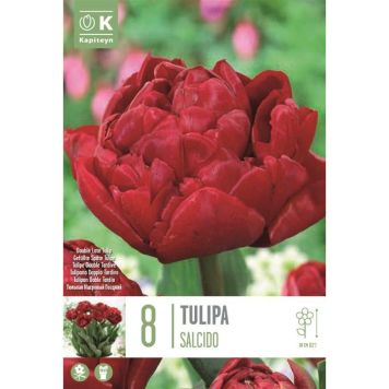 Tulp Double Late Salcido 8 tk