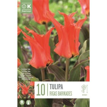 Tulp Rigas Barikades 10 tk