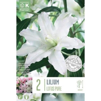 Idaliilia  Double Lotus White 2 tk