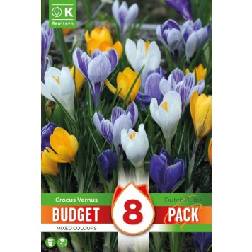 Krookus Kapiteyn Colour Mix 8 tk