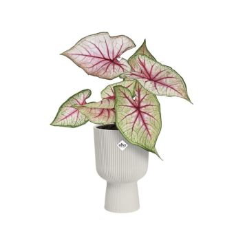 Ümbrispott Elho Vibes Fold Coupe Ø 14 cm, roosa