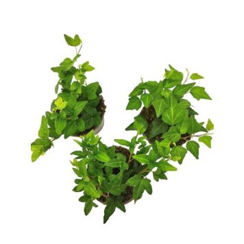 Luuderohi mix Ø 9 cm